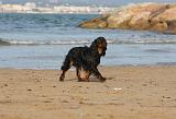 KING CHARLES SPANIEL 099